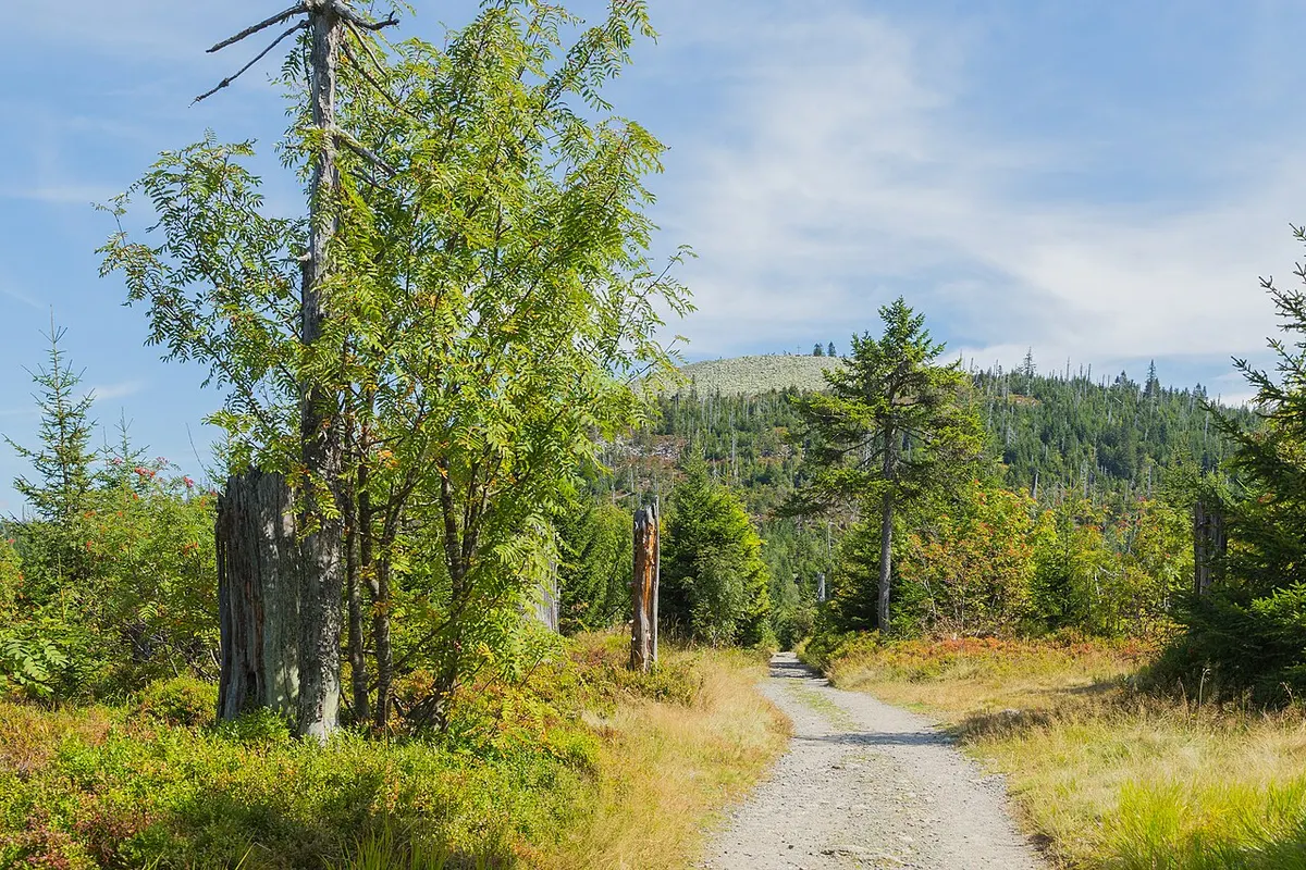 Bavarian Forest landscape