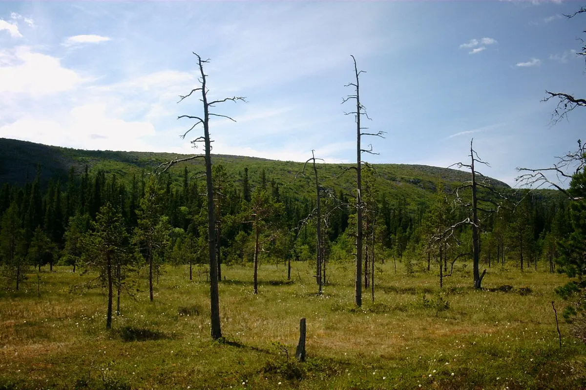 Fulufjället landscape