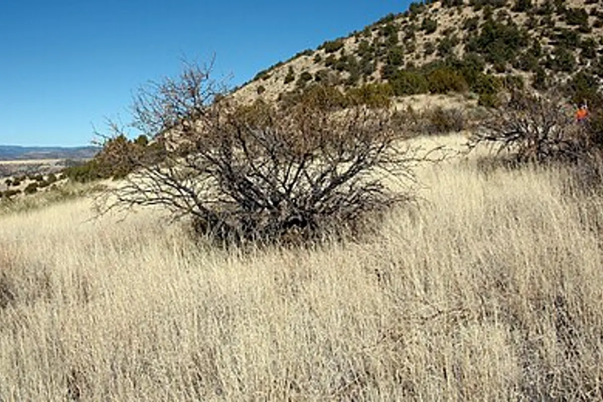 Gila Wilderness landscape