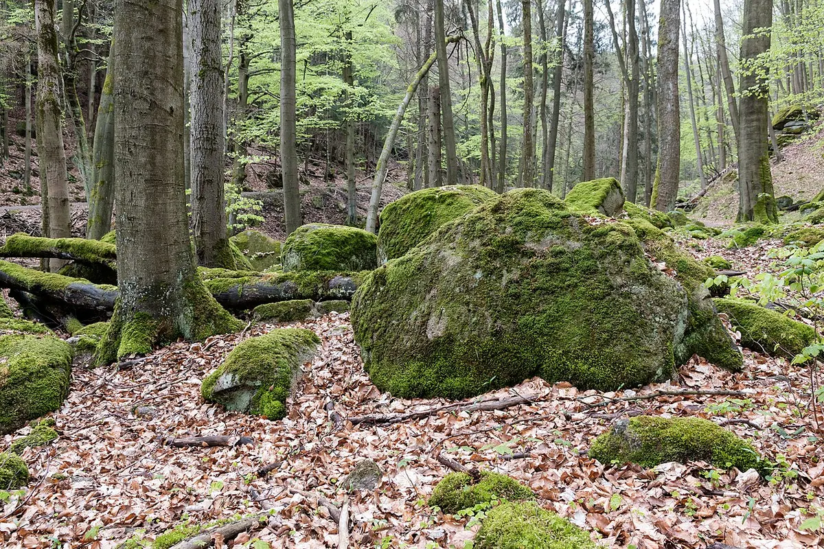 Harz landscape