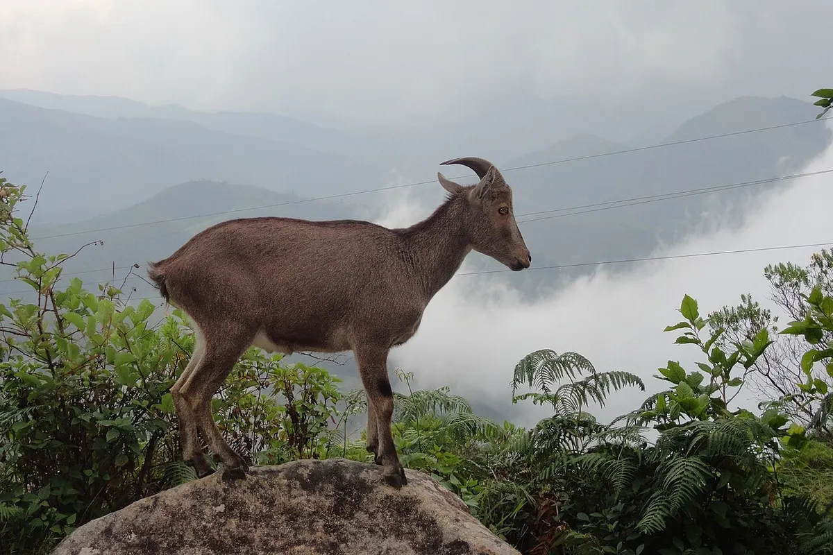 Munnar landscape