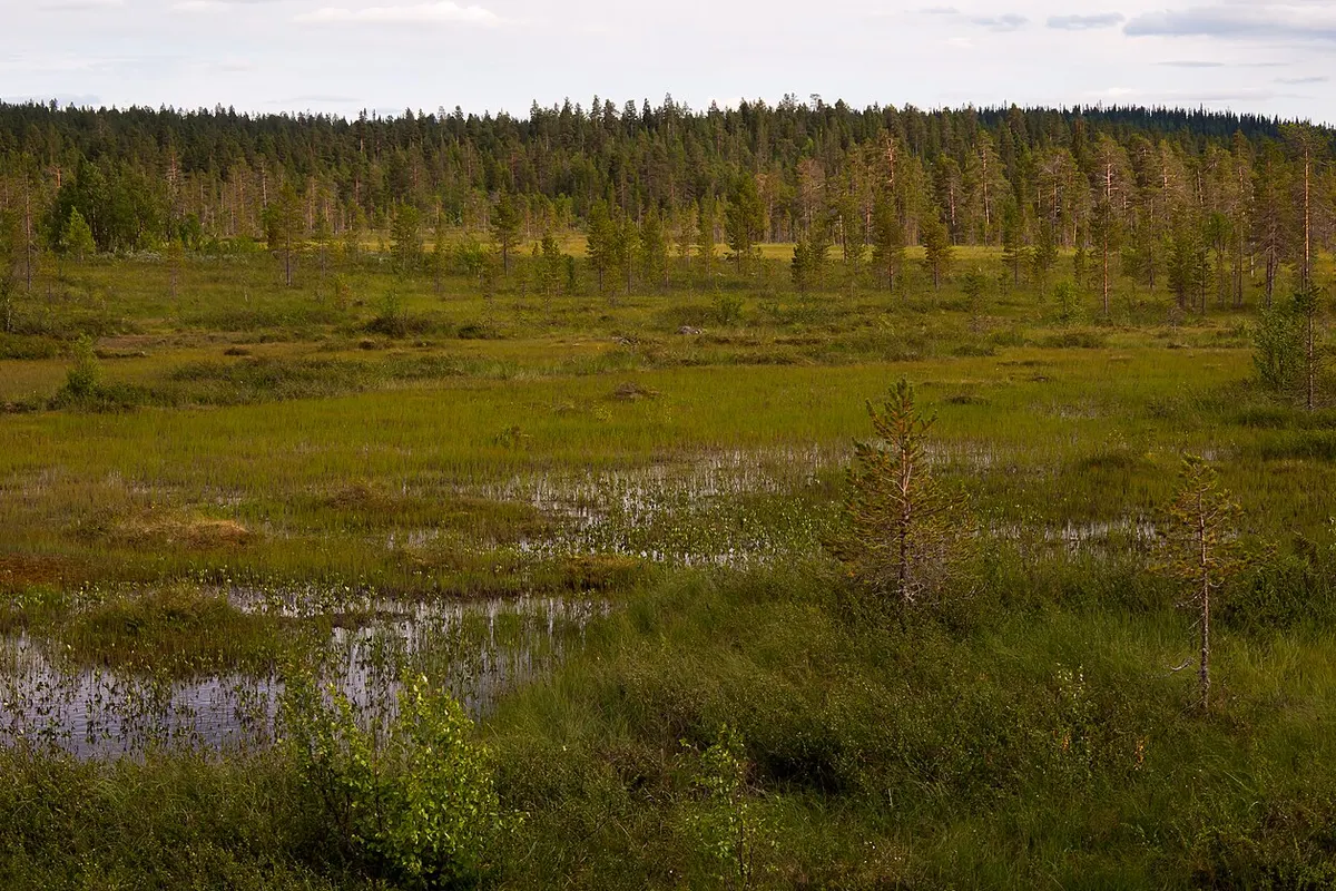 Pallas-Yllästunturi landscape